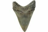 Serrated, Fossil Megalodon Tooth - North Carolina #235440-1